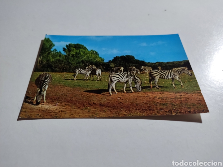 Postales: Postal cebras Safari Ruhe, Mallorca - Foto 1