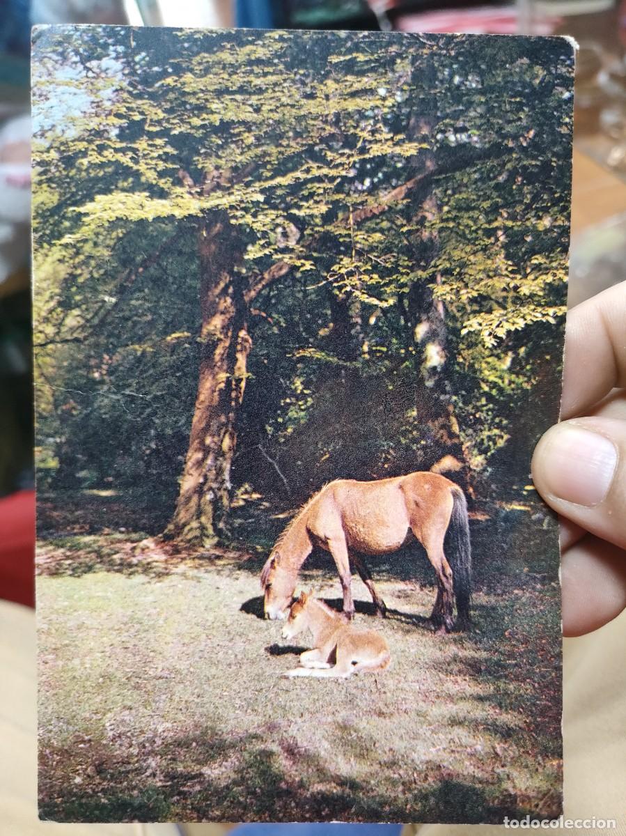 Cartes Postales: Postal Yegua con Potro 1976 Inglesa escrita y Bellamente Sellada