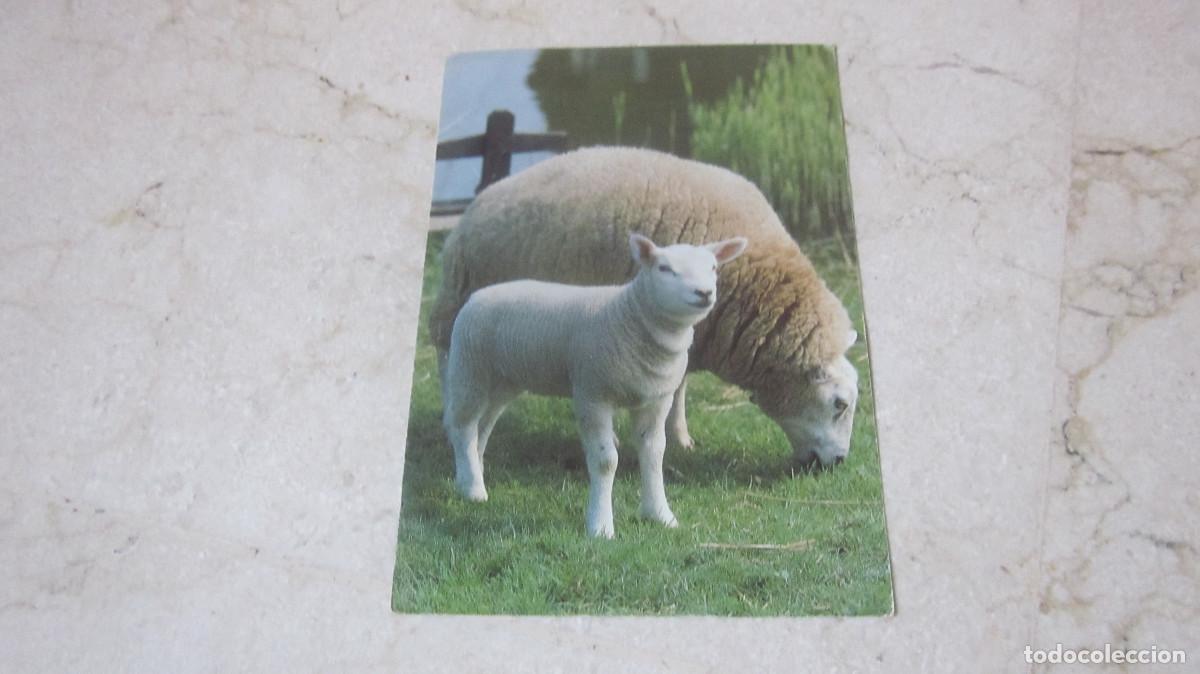 Postais: POSTAL ESCRITA OVEJAS - ALEMANIA - A&Ntilde;OS 80