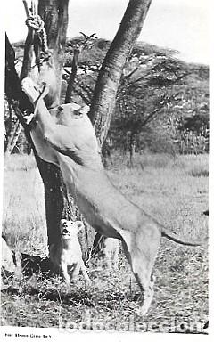 Postais: Kenia & Marcofilia, Juego de &Aacute;frica Oriental, Leones, Nairobi a Chippenham 1948 (5)