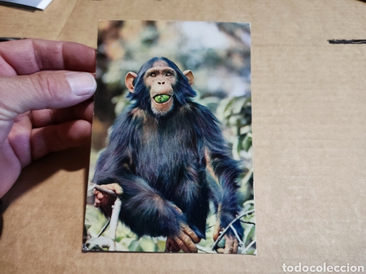Cartes Postales: Postal fauna &Aacute;fricana mono