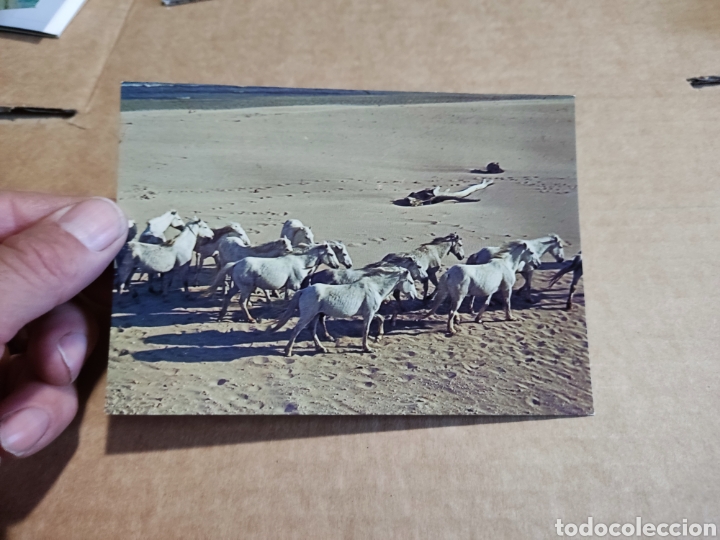 Cartes Postales: Postal en Camargue caballos