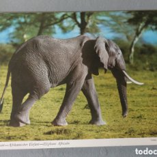 Postales: POSTAL ELEFANTE AFRICANO JOHN HINDE ANIMALES