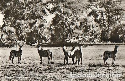 Cartes Postales: Mozambique ** & Postale, Animales de Mozambique, Beira, Gorongosa, Cebras,Equus burchelli (79799)