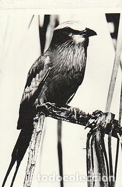 Cartes Postales: Mozambique ** & Postale,Fotos de Mozambique, Fauna, Aves, Cambaco Edition (11635)