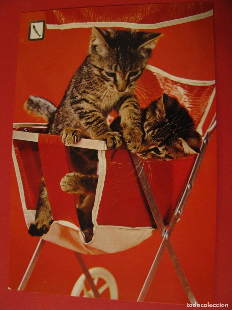 Postkarten: POSTAL DE SERIE ANIMALES DOM&Eacute;STICOS. GATOS. ESCUDO DE ORO.