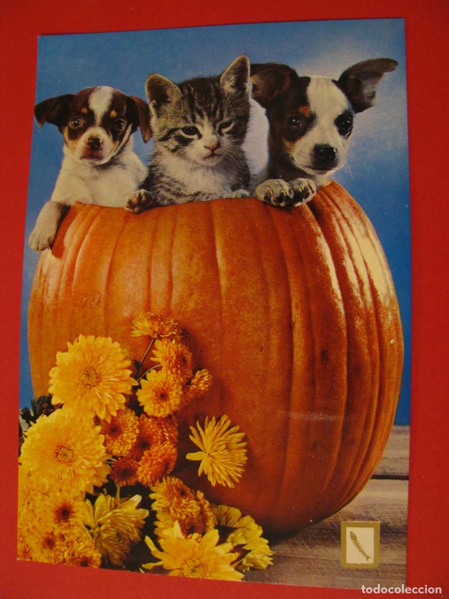 Postkarten: POSTAL DE SERIE ANIMALES DOM&Eacute;STICOS. ESCUDO DE ORO.