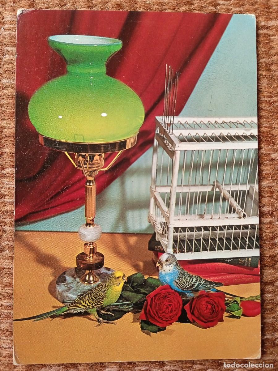 Cartes Postales: PERIQUITOS