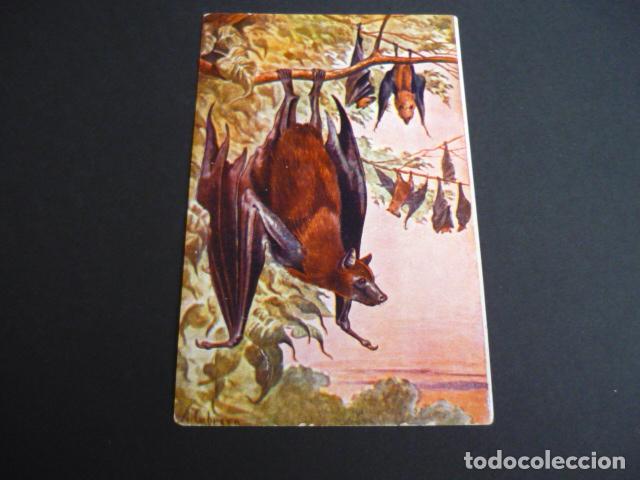 Postales: ZORRO VOLANTE POSTAL CON TEXTO - Foto 1