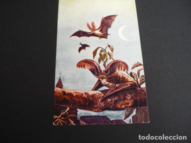 Postales: MURCIELAGO OREJUDO POSTAL CON TEXTO - Foto 1