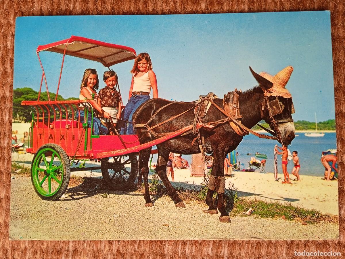 Postcards: BURRO TAXI