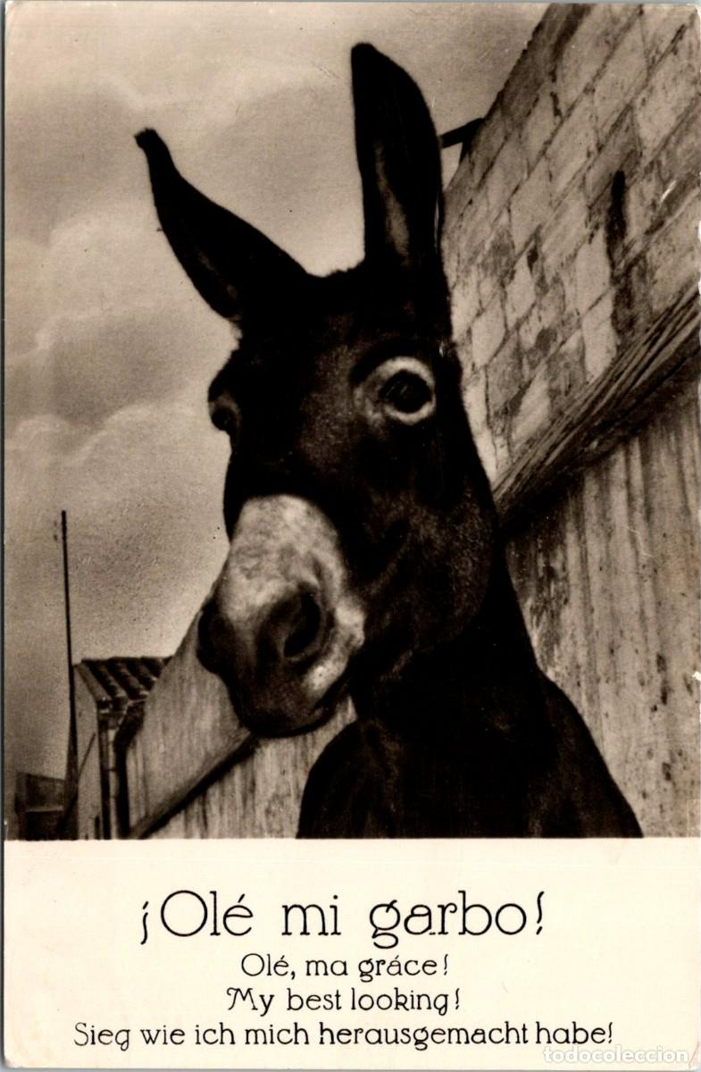Postcards: Burro - &iexcl;Ol&eacute; mi garbo! - Dist. Mundi n&ordm; 7 - 139x89mm