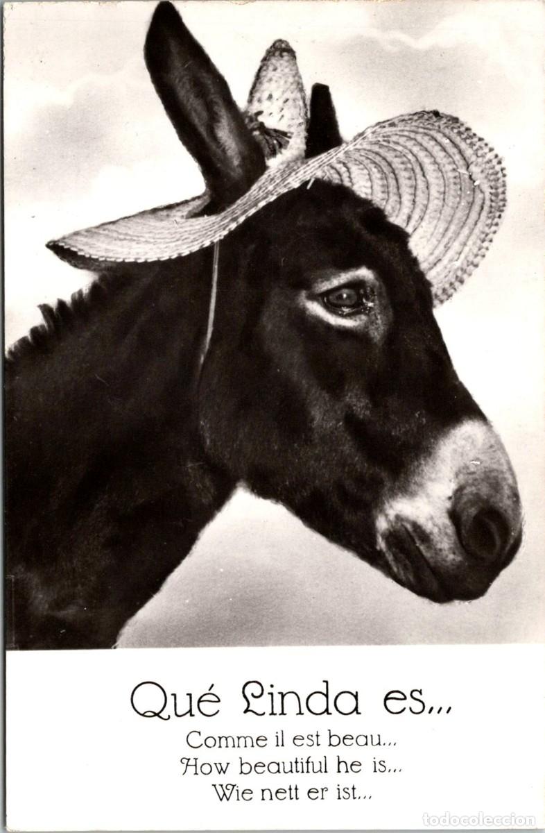 Postcards: Burro - Que linda es... - Dist. Mundi n&ordm; 9 - 139x89mm