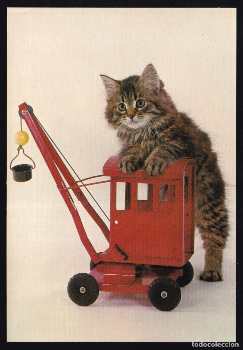 Postcards: Ediciones Bergas. Serie Gatos n&ordm; 5. Dep. Legal B. 10987-X. Nueva.