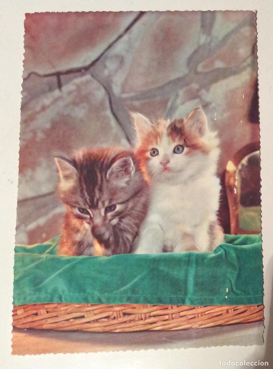 Postais: POSTAL GATOS. EDIZIONI SAEMEE. . S- 538. 1965. ESCRITA, NO CIRCULADA