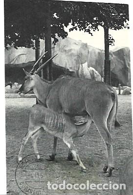 Postais: Francia & Museo de Historia Natural, Parque Zool&oacute;gico, Cubangui (31)