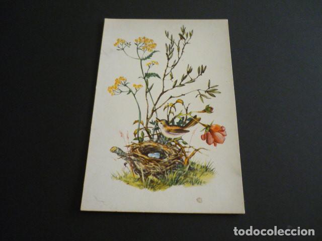 Postales: PAJARO EN NIDO POSTAL - Foto 1