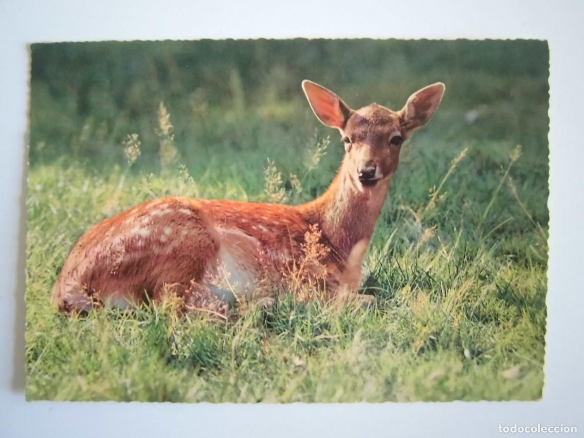 Postales: POSTAL ALEMANA DE UNA GACELA KRUGER
