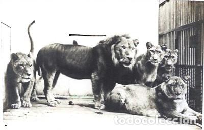 Postais: Austria & Marcofilia, Felis Leo, L. Afrika Wien 1909 (5)