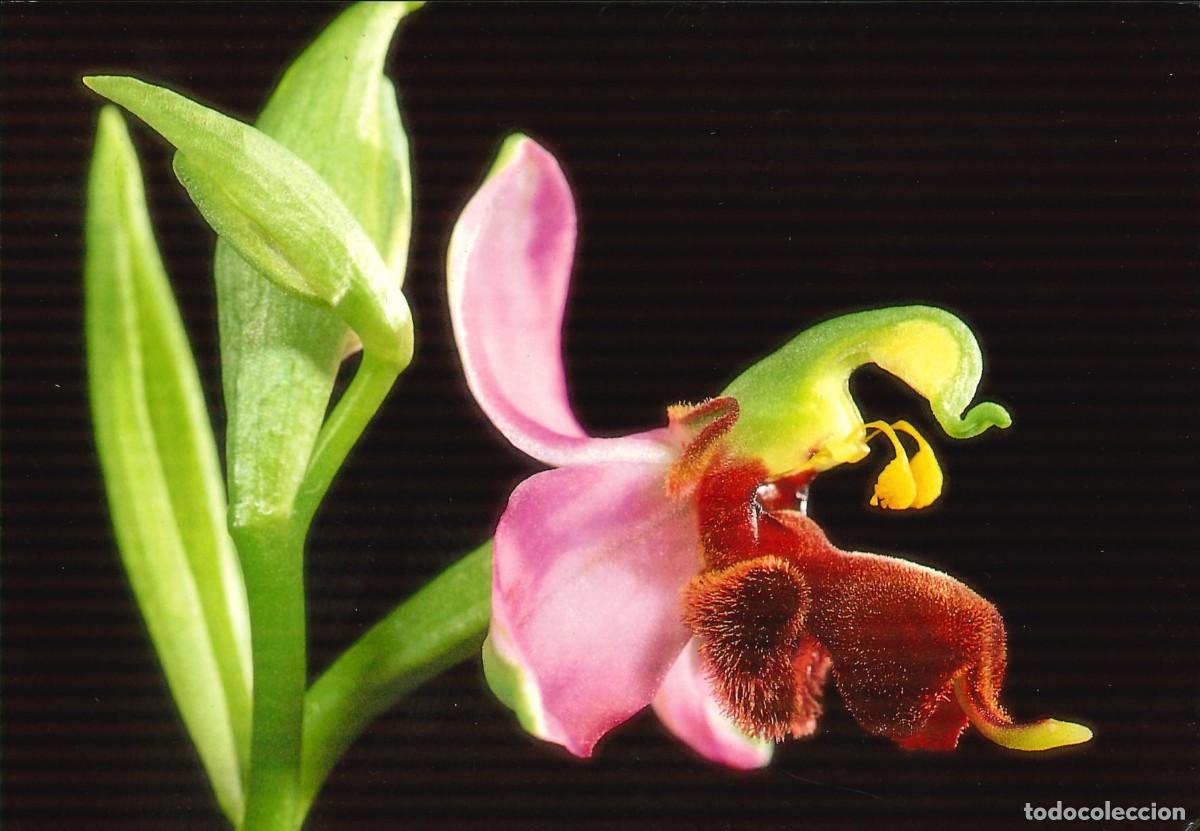 Postais: POSTALES - VARIADAS - FAUNA Y FLORA - ORQUIDEA FLOR DE ABEJA - FONDO NATURAL