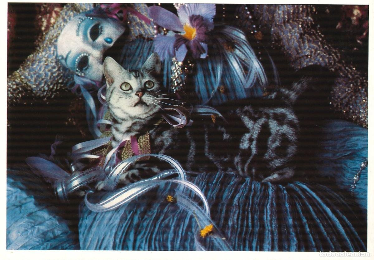 Postais: POSTALES - VARIADAS - GATOS - FELINOS - 001
