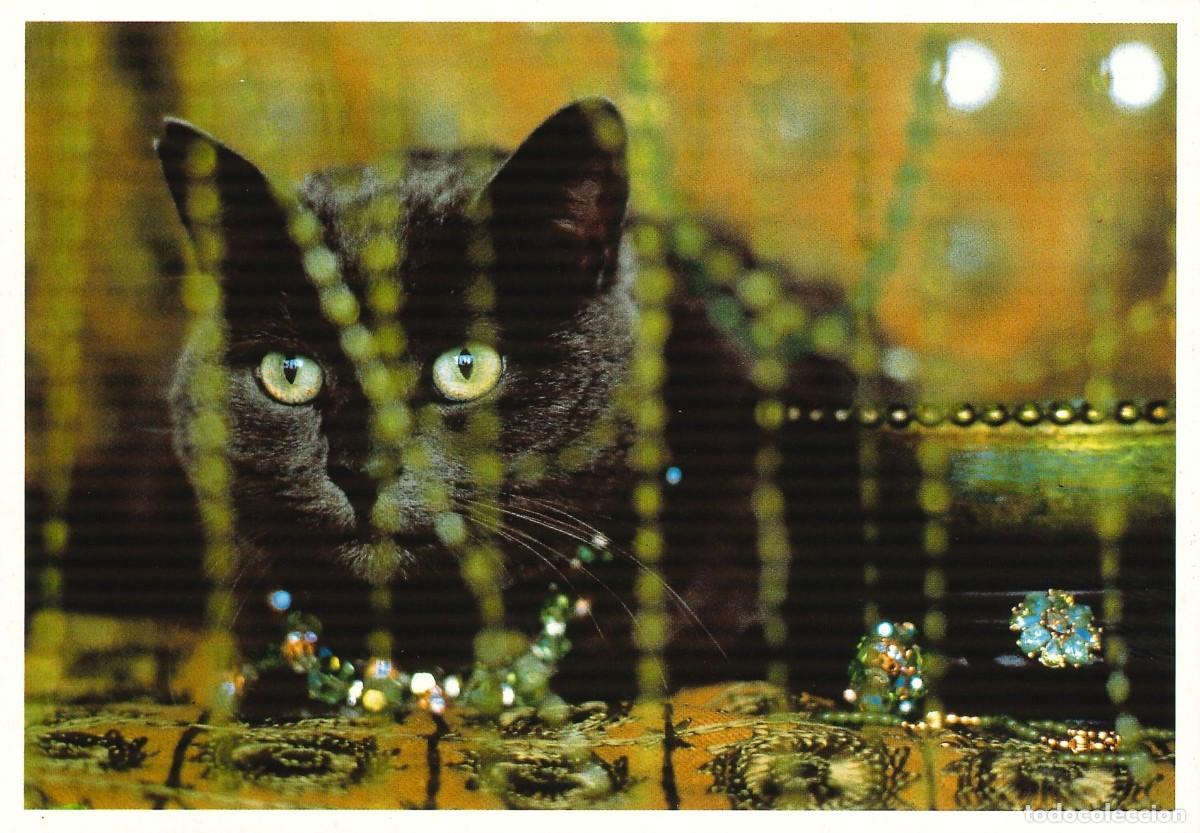 Postais: POSTALES - VARIADAS - GATOS - FELINOS - 003