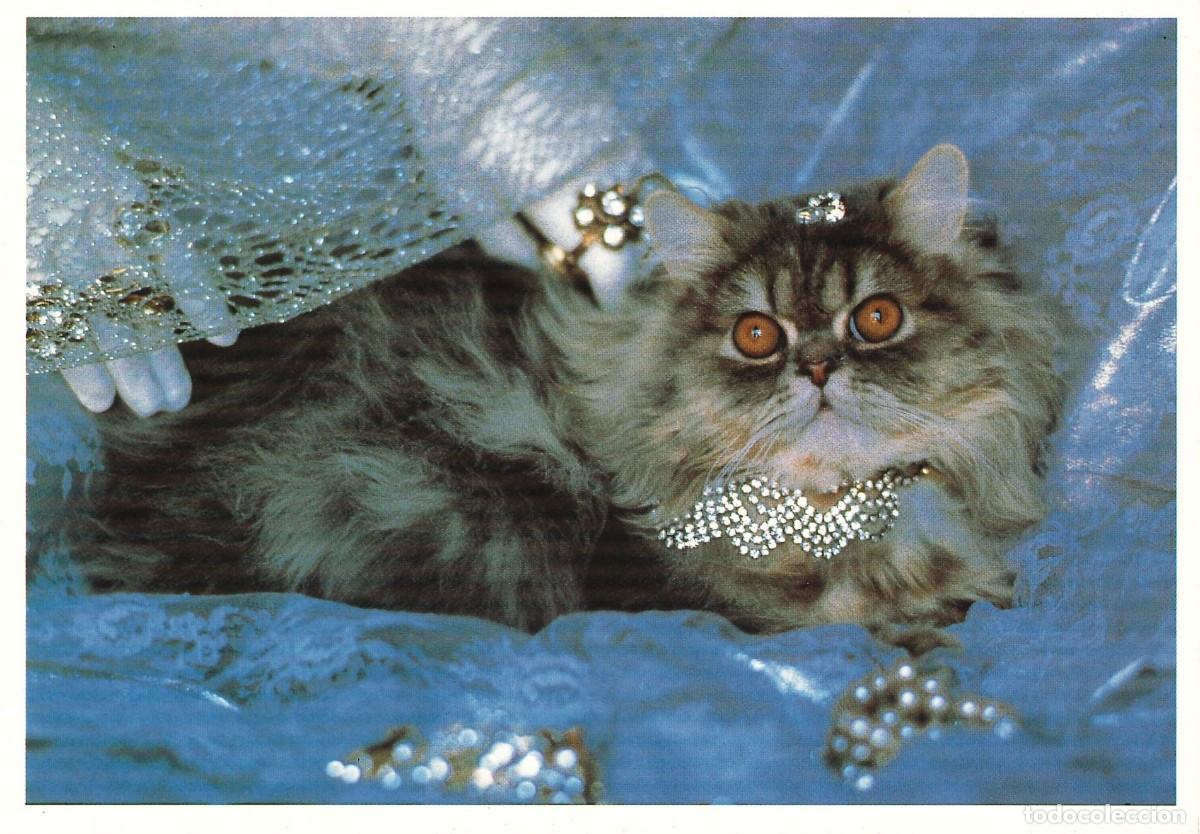 Postales: POSTALES - VARIADAS - GATOS - FELINOS - 004