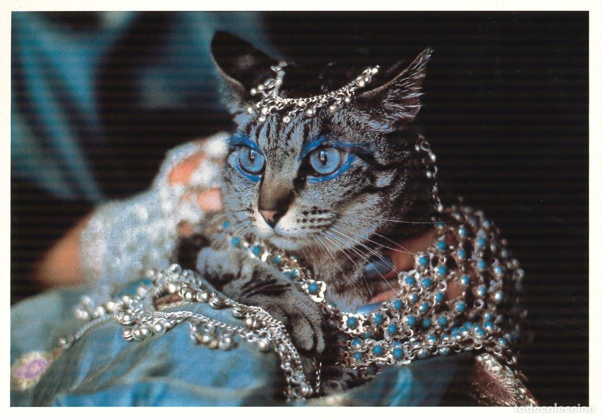 Postais: POSTALES - VARIADAS - GATOS - FELINOS - 006
