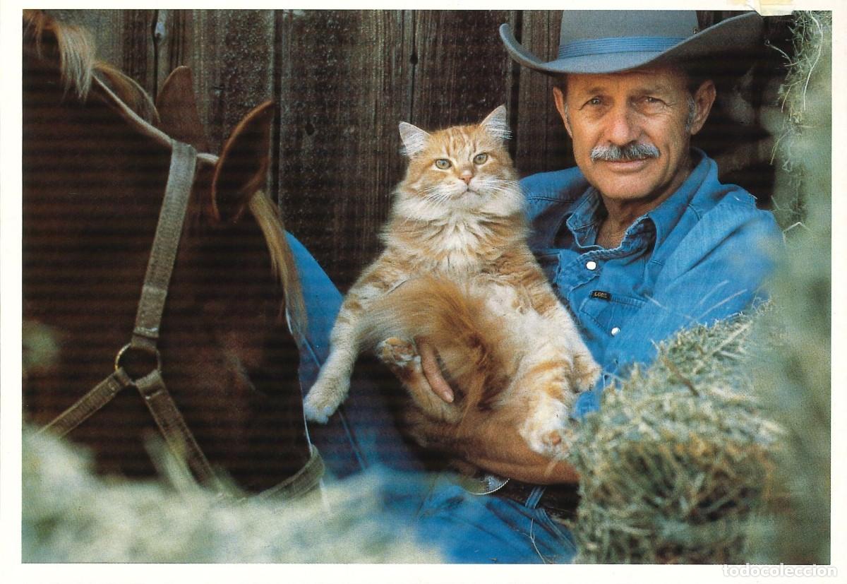 Postais: POSTALES - VARIADAS - GATOS - FELINOS - 011