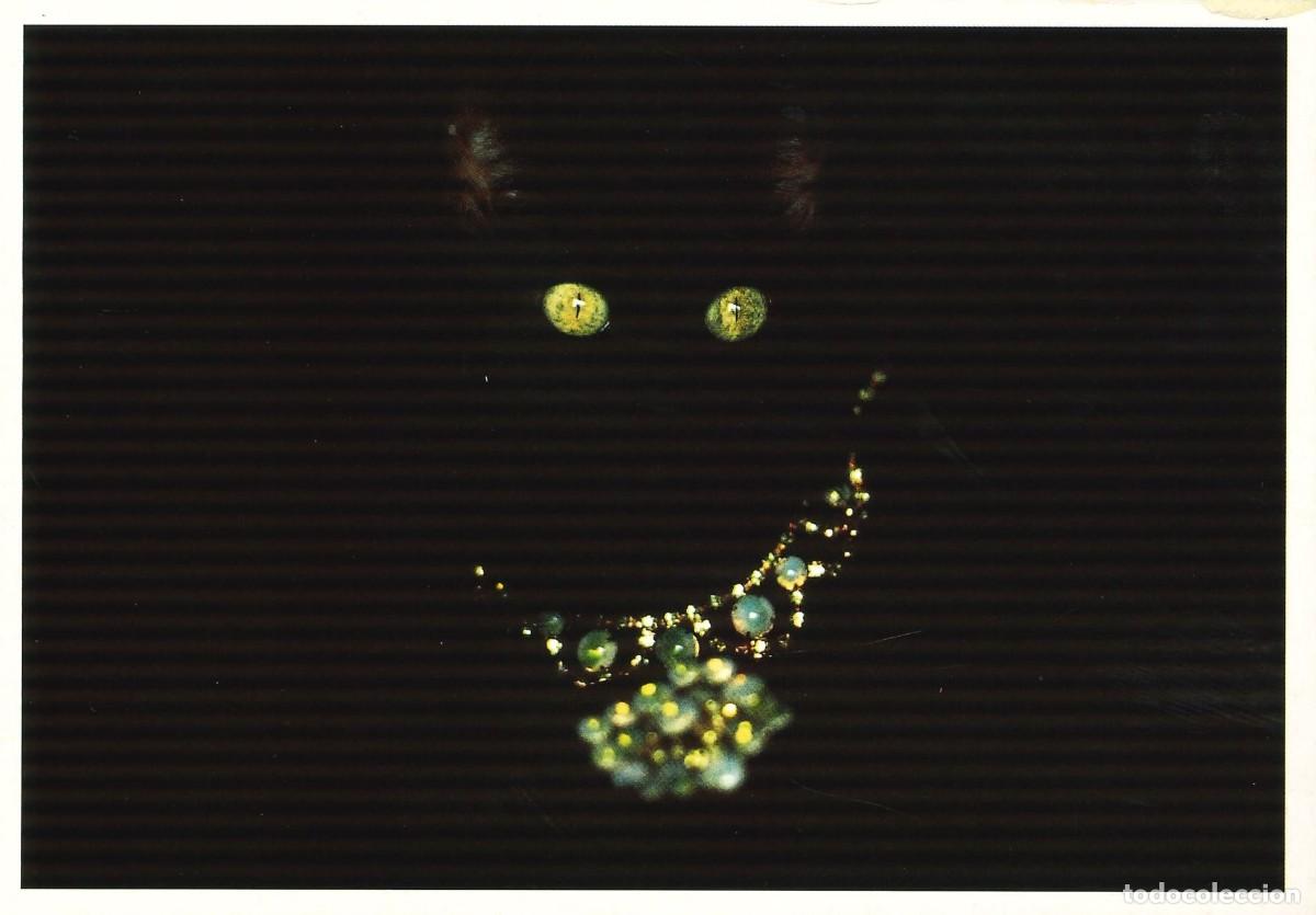 Postais: POSTALES - VARIADAS - GATOS - FELINOS - 013