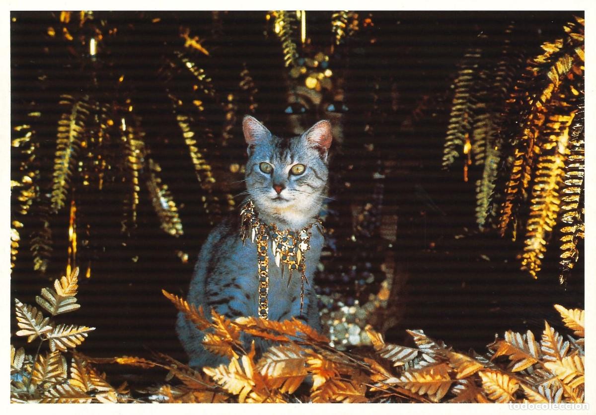 Postais: POSTALES - VARIADAS - GATOS - FELINOS - 015
