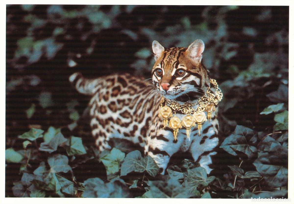 Postais: POSTALES - VARIADAS - GATOS - FELINOS - 021