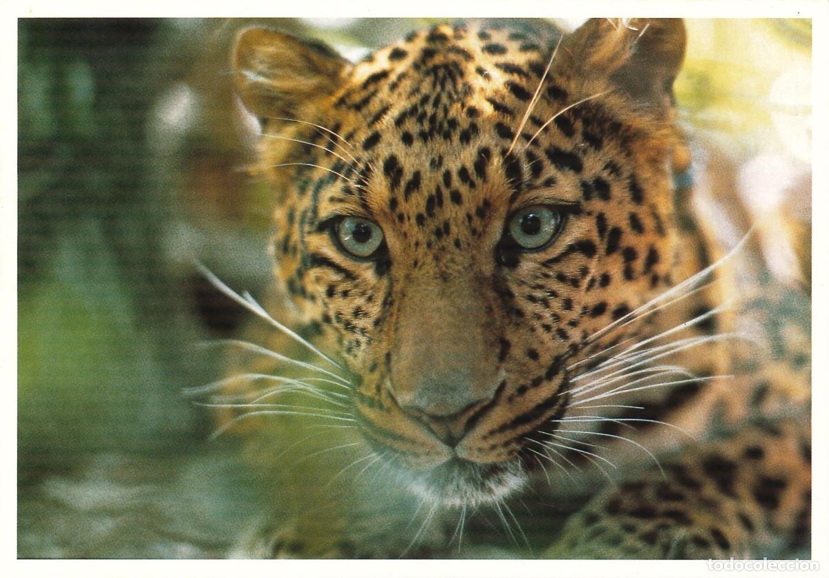 Postais: POSTALES - VARIADAS - GATOS - FELINOS - 022