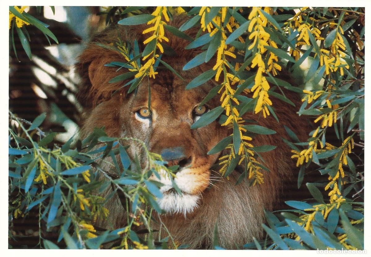 Postais: POSTALES - VARIADAS - GATOS - FELINOS - 023