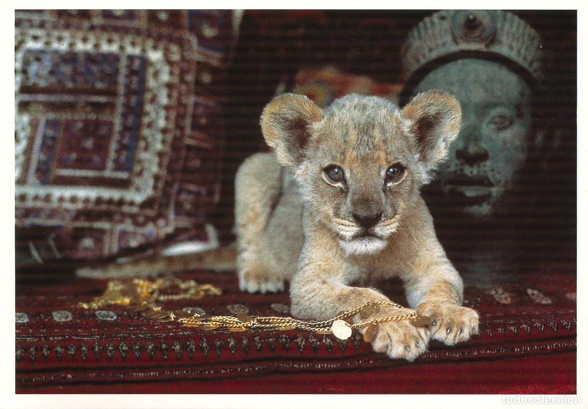 Postais: POSTALES - VARIADAS - GATOS - FELINOS - 027