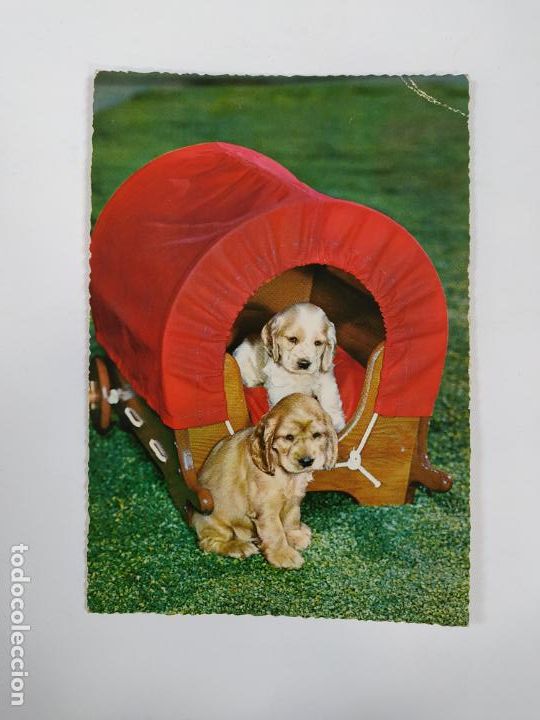 Postales: POSTAL PERROS. TDK20V - Foto 1