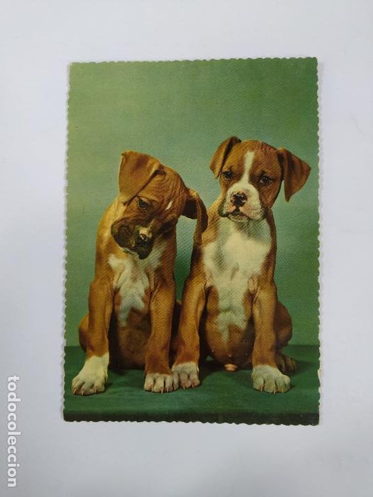 Postales: POSTAL PERROS. TDK20V - Foto 1