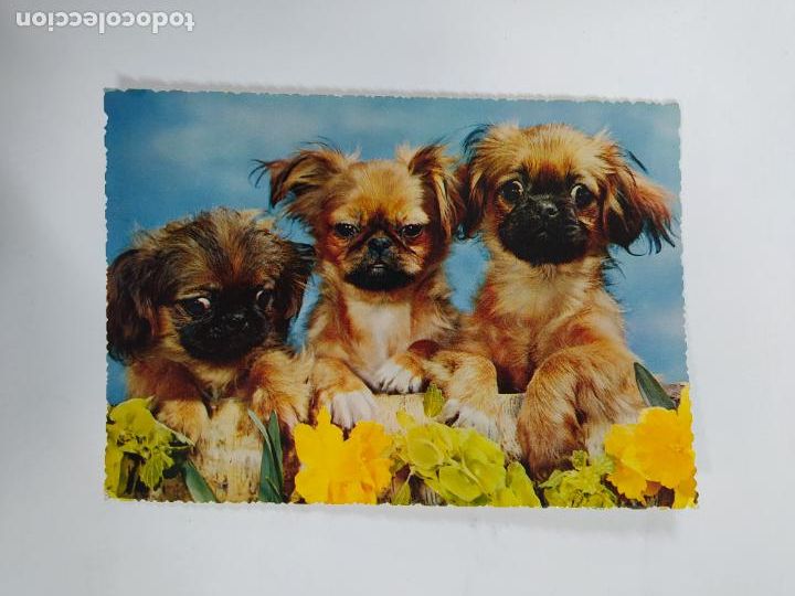 Postales: POSTAL PERROS. TDK20V - Foto 1