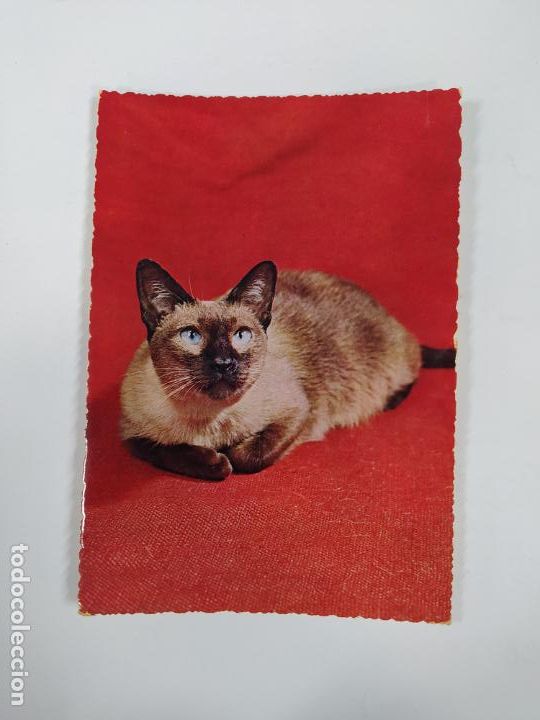 Postales: POSTAL GATO. TDKP20V - Foto 1