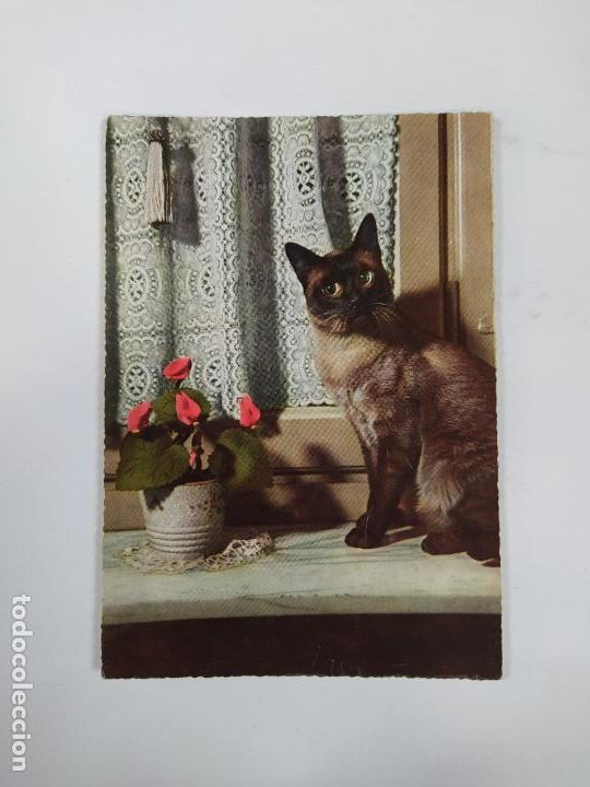 Postales: POSTAL GATO. TDKP20V - Foto 1