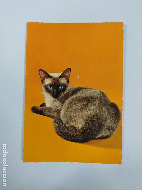 Postales: POSTAL GATO. TDKP20V - Foto 1