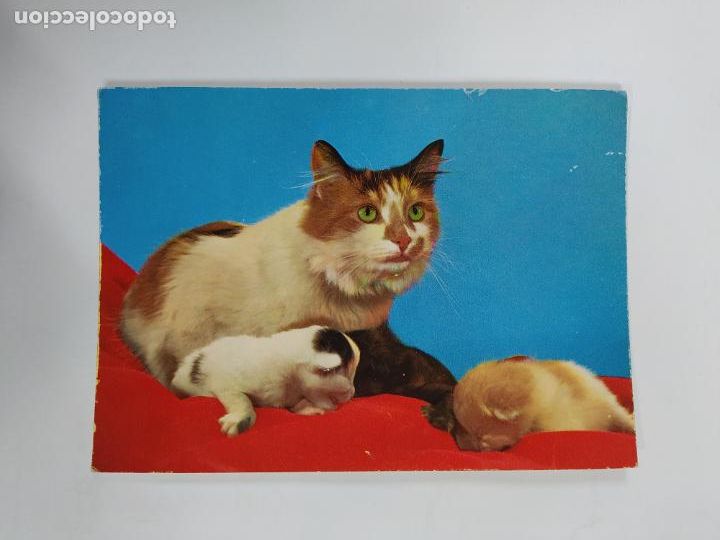Postales: POSTAL GATO. TDKP20V - Foto 1