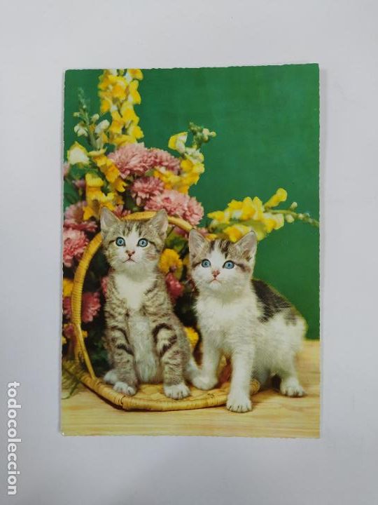 Postales: POSTAL GATOS. TDKP20V - Foto 1