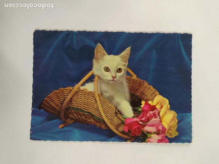 Postales: POSTAL GATO. TDKP20V - Foto 1