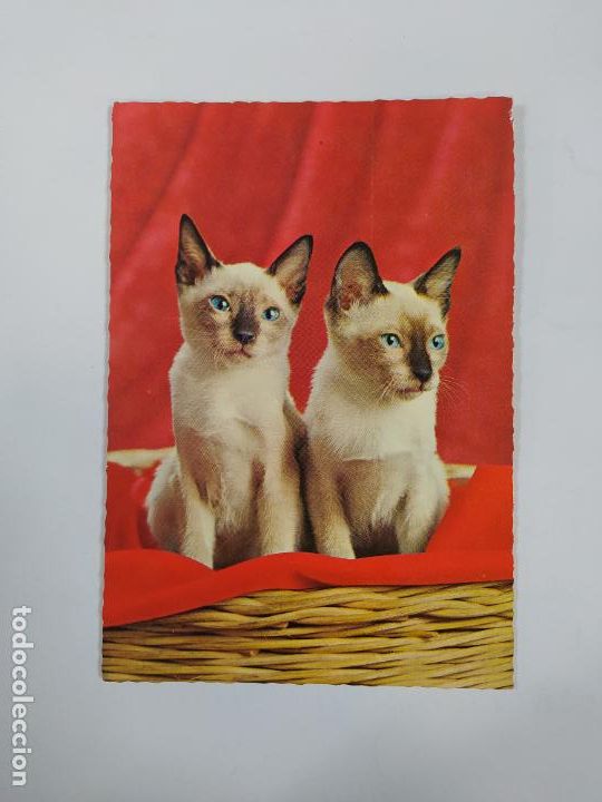 Postales: POSTAL GATOS. TDKP20V - Foto 1
