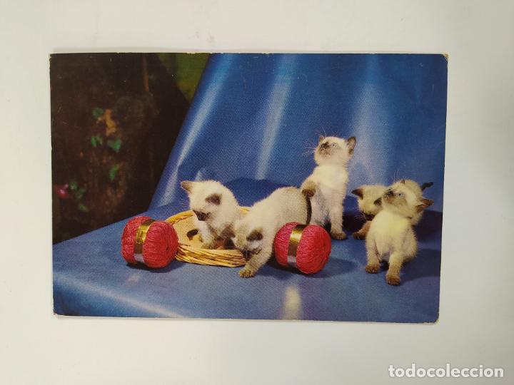Postales: POSTAL GATOS. TDKP20V - Foto 1
