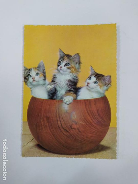 Postales: POSTAL GATOS. TDKP20V - Foto 1