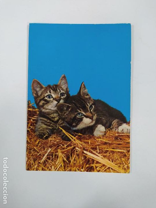 Postales: POSTAL GATOS. TDKP20V - Foto 1