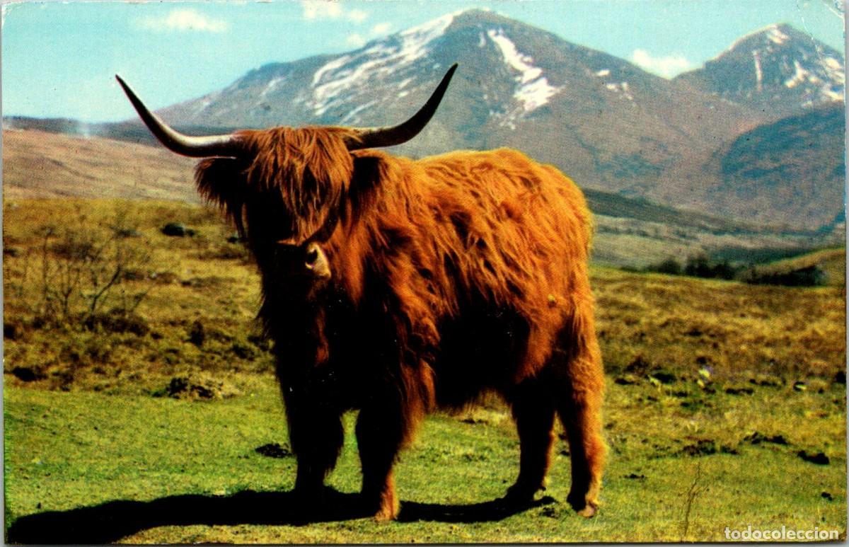 Postais: A Monarch of the Glen - Postal Inglesa - n&ordm; GS 574 - 141x89mm