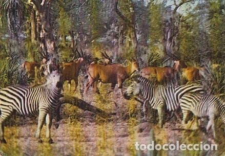 Postais: Mozambique & Marcofilia, Gorongosa, Cebras y Eland, Beira a Oeiras 1977 (20)